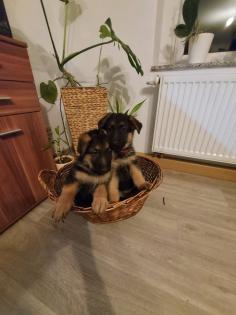 Verkaufe Schäferhundwelpen