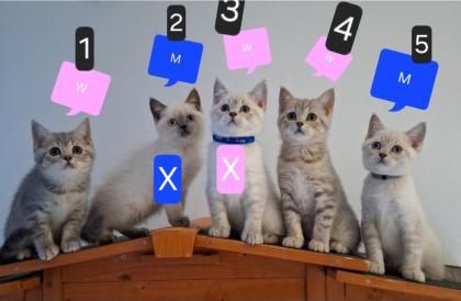 Zuckersüße BKh Kitten reinrassig abgabebereit