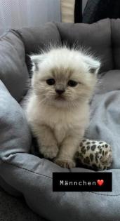 BKH Kitten