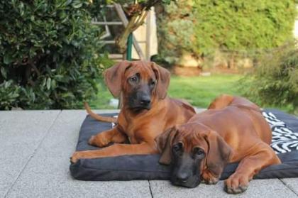 Dunkle kräftige Rhodesian Ridgeback Welpen mit Maske