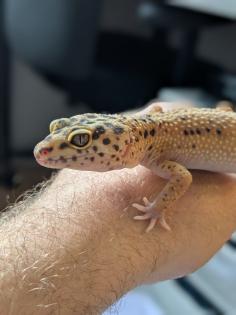 Leopardgeckos / Geckos aus Rostock