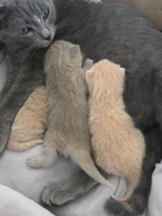 Scottish fold Kitten britisch Kurzhaar Bkh