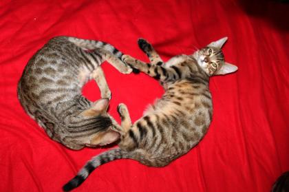 Mix Kater Lezte Kater