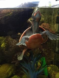 Emydura subglobosa, Rotbauch-Spitzkopfschildkröten, Wasserschildkröten