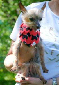 YORKI GIZMO - männlich 15 Jahre 20 cm 1 kg Mini Yorkshire-Terrier Gechipt Nicht kastriert