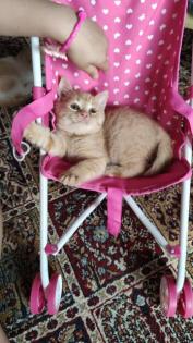 BKH Kitten