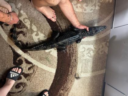0. 1 caiman crocodilius
