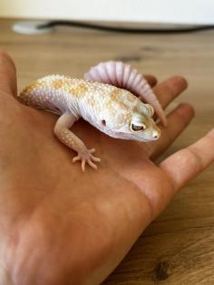 2 Leopardgeckos weiblich dringend