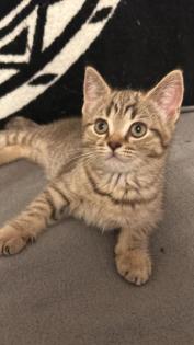 Kitten Abgabebereit
