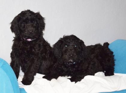 Zauberhafte Blackdoodle Goldendoodle Welpen abzugeben