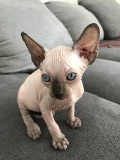 Sphynx-Kitten
