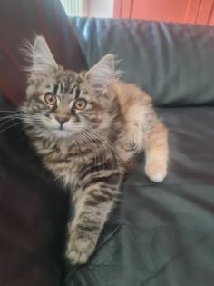 Maine Coon Kitte XXL abholbereit