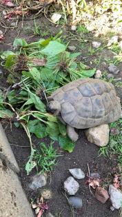 Maurische Landschildkröte