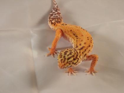 PLZ 22175 Adulte RADAR Zuchtgruppe abzugeben Leopardgeckos