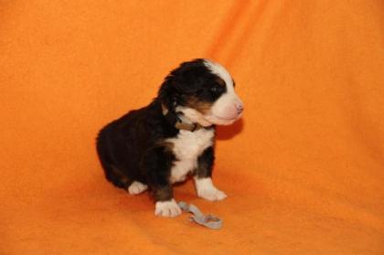 Berner Sennenhundwelpen