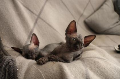 Sphynxbaby
