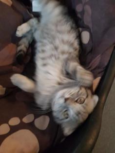 Bkh Kater silver black tabby whiskas