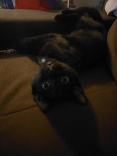 Katze sucht ein Zuhause