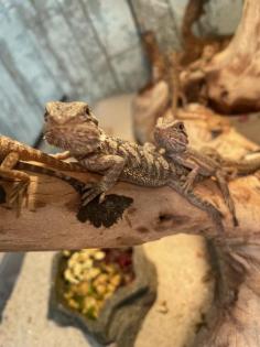 Bartagame Jungtiere