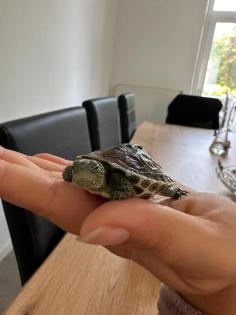 Wasserschildkröten