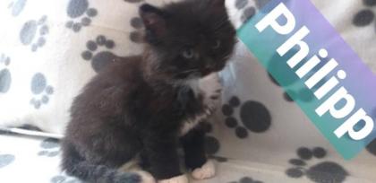 Maine Coon Kätzchen suchen ihre Traumfamilie