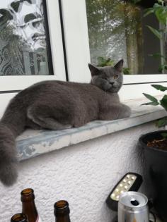 Britisch kurzhaar Deckkater