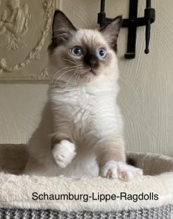 Ragdoll Kitten mit Stammbaum -Abgabebereit -