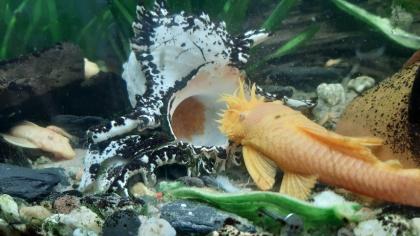 Albino-Antennenwelse