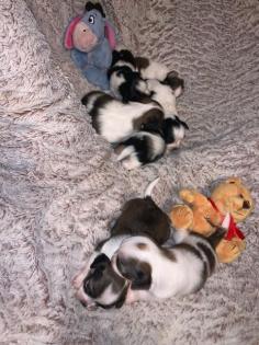 Chihuahua Shih Tzu Welpen