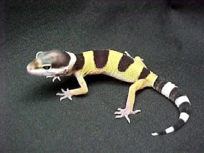 Leopardgecko NZ 2021 abzugeben