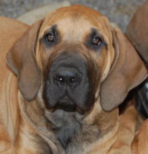 Fila-Brasileiro-Welpen vom Züchter Jones Be Kennel