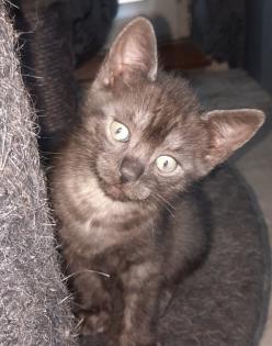 Bkh Mix kitten abzugeben