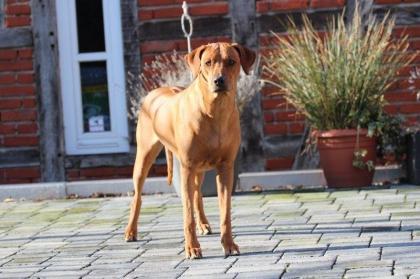 Rhodesian Ridgeback Welpen Mai 2023 vom Züchter