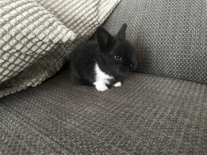 Kleine Löwenkopfkaninchen Babys