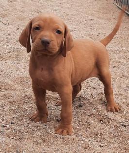 Magyar Vizsla Welpen