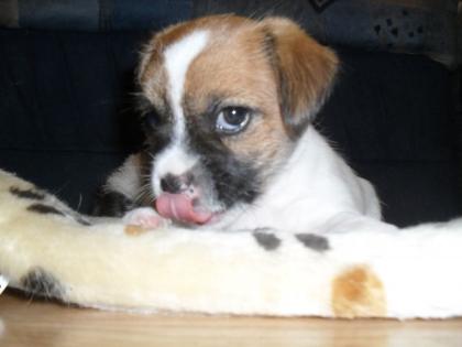 Jack-russel shih-tzu mix