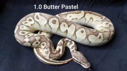 Python Regius Bestandsverkleinerung