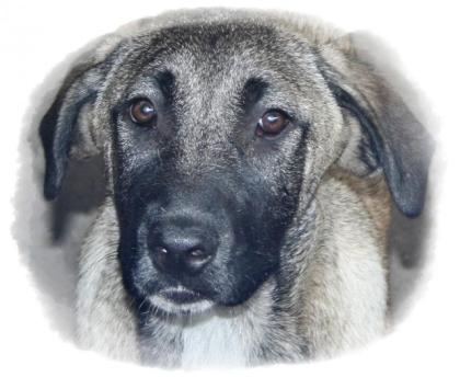 3 reinrassige Kangal Hündinnen 16 Wochen alt suchen liebevolles Zuhause