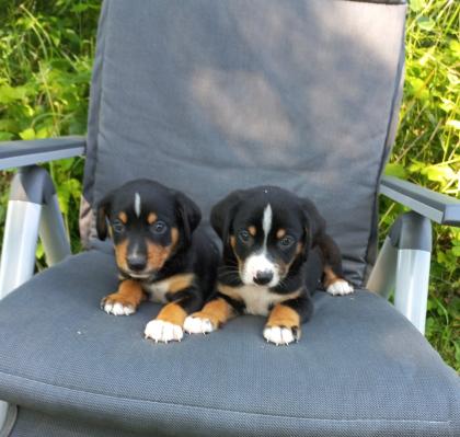Appenzeller sennenhund welpen