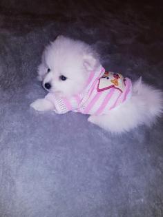 Pomeranian Zwergspitz