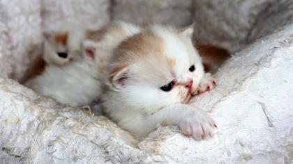 Exotic Shorthair und Perserkätzchen