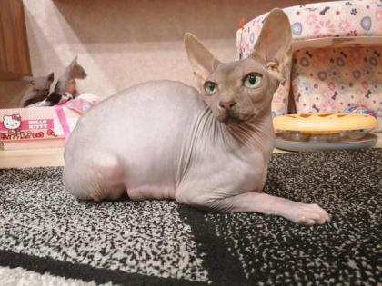 Kanadische SPHYNX Kitten
