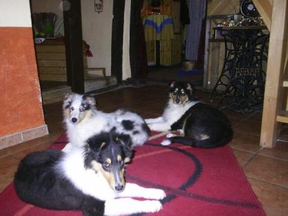 2 Colliewelpen Rüden ,