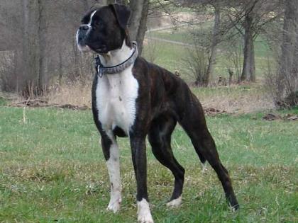 Unsere Boxer Welpen sind da