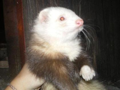Frettchen in siam und harlekin