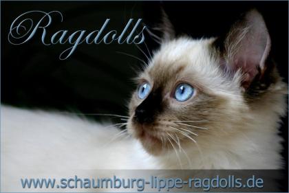 Ragdoll Kitten mit Stammbaum -Abgabebereit -