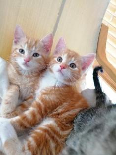 Mischlingskatzen Kitten BHK Mix