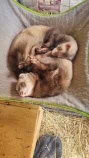 Suchen ein neues Zuhause Frettchen
