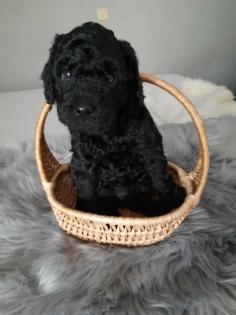 Goldendoodle Mini / Medium Welpen