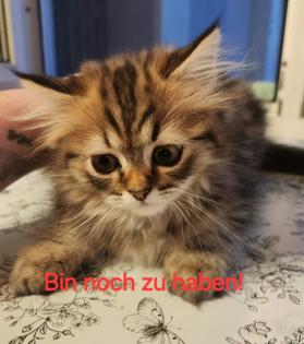 Kätzchen Weibchen zu verkaufen